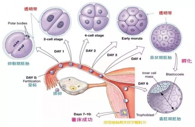 泰国试管婴儿形成的胚囊数量受什么影响-E试管-备孕试管婴儿