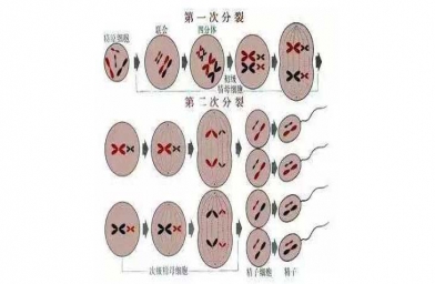 精子畸形率99%，海南慈铭博鳌国际医院做试管婴儿成功率高吗？-备孕试管不孕不育知识